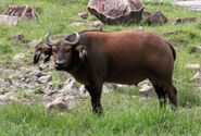 African Forest Buffalo in West Africa