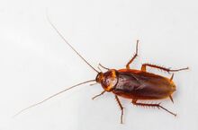 American-cockroach-700x460.jpg