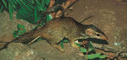 Mandrass Tree Shrew as Cornopio