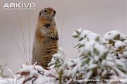 Arctic Ground Squirrel as Rock Hyrax