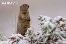 Arctic-ground-squirrel-in-snow.jpg