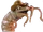 Sheriff Shrimp