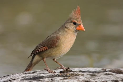 Northern Cardinal The Parody Wiki Fandom