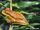 Hispaniolan Yellow Tree Frog