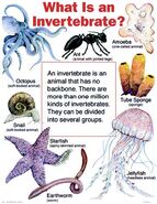 Invertebrates