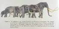 Mammothsized Mammals.jpg (52 KB)