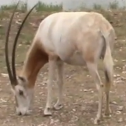 Natural Bridge Wildlife Ranch Oryx
