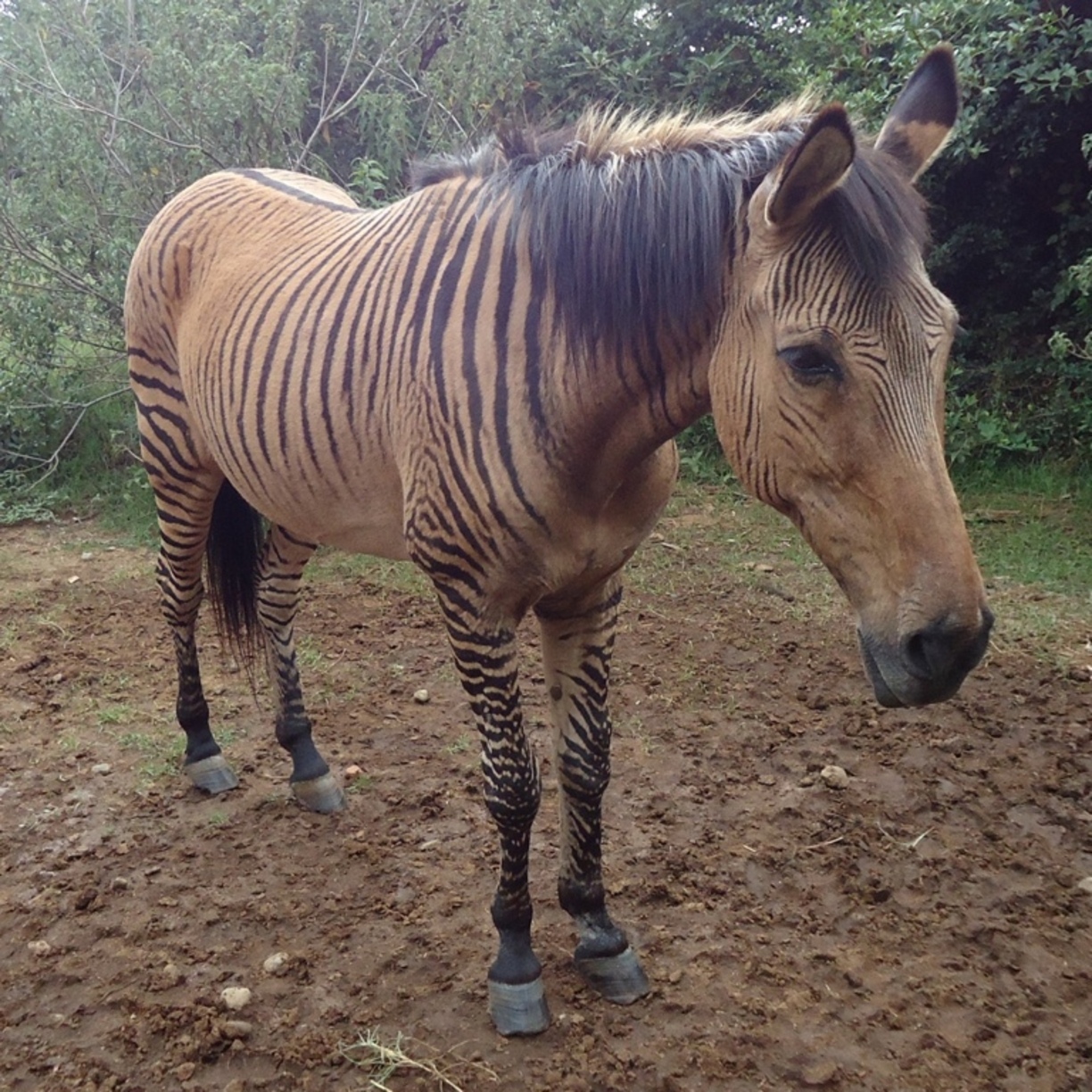 zebra horse hybrid