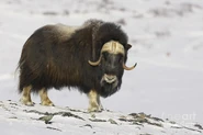 A-bull-musk-ox-tim-grams.jpg (72 KB) Muskox as Woog