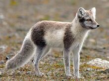 Arctic-fox-summer-coat.jpg