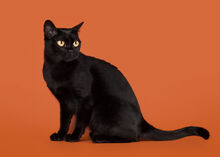 Bombay-on-orange.jpg