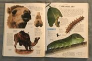 DK Encyclopedia Of Animals (53)