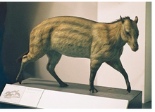 Eohippus model.png