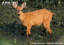 Female-marsh-deer.jpg