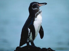 G-penguin img01-l.jpg