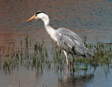 Greyheron2.jpg