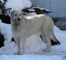 IrishWolfhoundIvan3YearsOldPurebredDog1.jpg