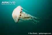 Jellyfish, Compass.jpg