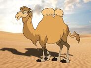 Rileys Adventures Wild Bactrian Camel