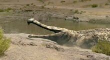 Sarcosuchus.jpg