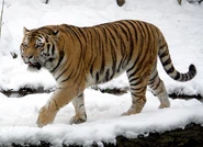 Amur Tiger as Rex