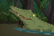 TWT American Crocodile