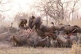 Vultures Hyenas Elephants.jpg (11 KB)