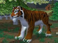 Zt2-siberiantiger.jpg (602 KB)