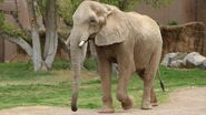 Female African Bush Elephant as Snow White