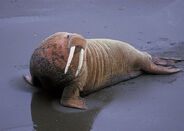 Pacific Walrus as Stegosaurus