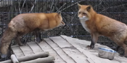 Alaska Zoo Foxes