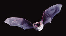 Bat, Little Brown.jpg