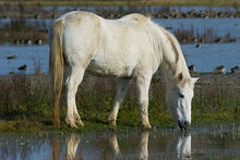 Camargue-Horse-Pictures.jpg