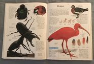 DK Encyclopedia Of Animals (47)