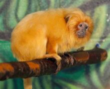 Golden-lion-tamarin-1.jpg