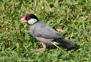 Java-Sparrow.jpg