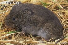 Meadow-vole.jpg