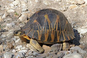 Radiated tortoise.jpg