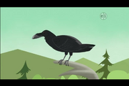 Raven (Wild Kratts)