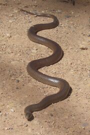 Snake, eastern brown.jpg