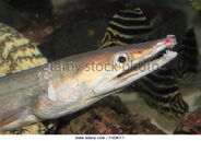 Whitespotted Conger as Diplocaulus