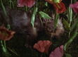 Wizardofoz-movie-screencaps.com-6446