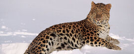 Amur leopard 1 19700.jpg