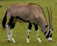 Animal Atlas Oryx