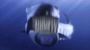Barracuda Attacks.jpg