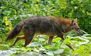 Canis aureus Kaeng Krachan national park