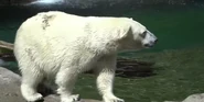 Cincinnati Zoo Polar Bear.png (1.69 MB)