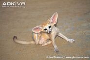 Fennec-fox-scratching-ear