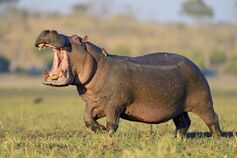 Hippopotamus, Nile.jpg