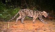 Leopard, Sunda Clouded.jpg